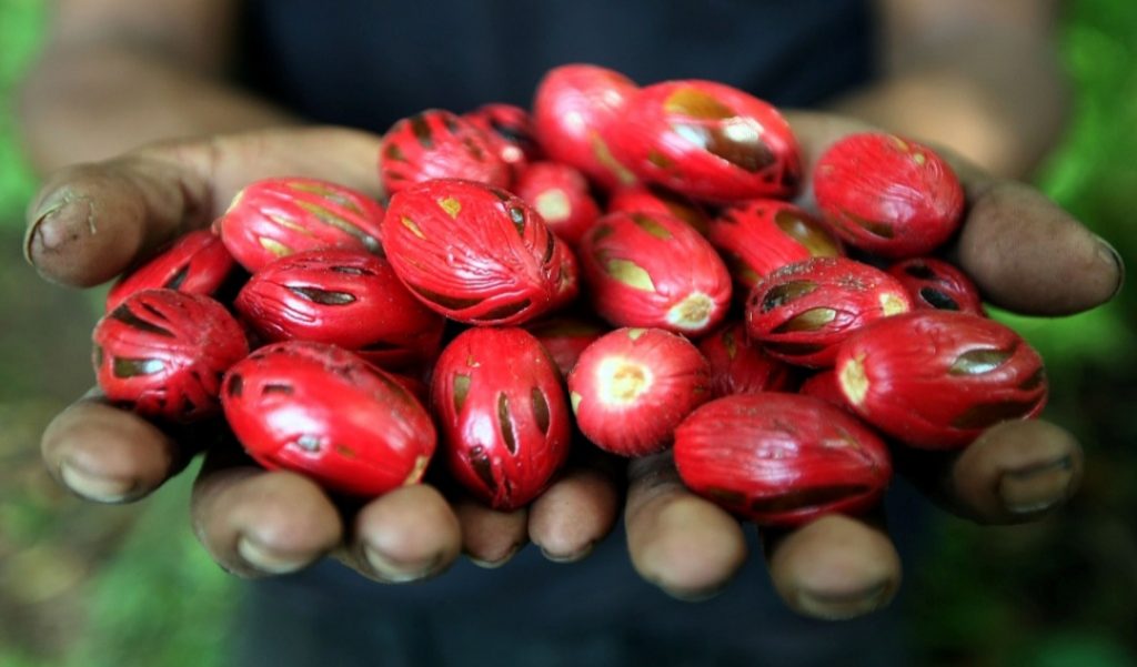 Harga Fuli di Tobelo Capai 245 Ribu, Petani Gembira
