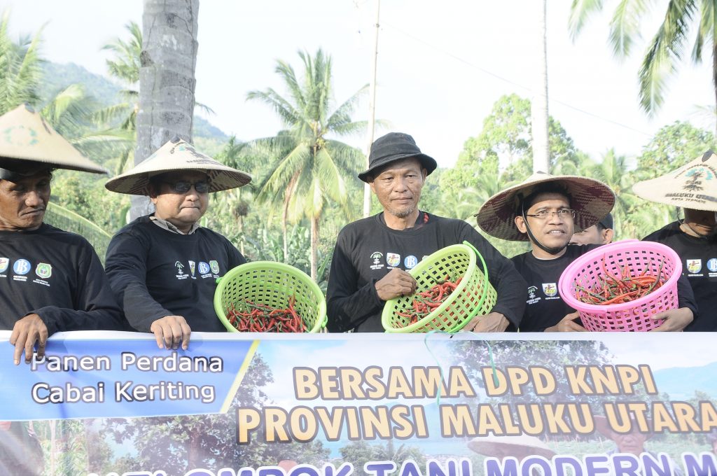 KNPI Maluku Utara dan Kelompok Tani P2M Panen Cabai Keriting