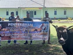 Sambut Iduladha, Haji Robert Salurkan 97 Hewan Kurban