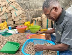 Harga Kopra di Halmahera Selatan Bikin Petani Senyum, Pala Turun