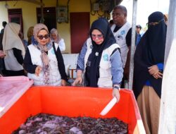 TP PKK Tidore Bantu Pemasaran Udang Vaname Bioflok di Dowora