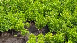 Program Mangrove NHM di Kao Berhasil Pulihkan Kawasan Pesisir dan Tingkatkan Ketahanan Lingkungan