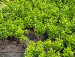 Program Mangrove NHM di Kao Berhasil Pulihkan Kawasan Pesisir dan Tingkatkan Ketahanan Lingkungan