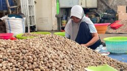 Harga Kopra di Halsel Naik Tipis, Pala Justru Melemah di Tengah Fluktuasi Pasar