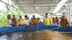 Panen 2 Ton Nila, Bukti Sukses Sinergi Pemberdayaan NHM dan Pemda Halmahera Utara