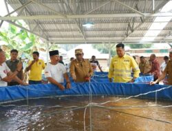 Panen 2 Ton Nila, Bukti Sukses Sinergi Pemberdayaan NHM dan Pemda Halmahera Utara