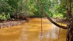 Kali Kukuba Keruh hingga Teluk Buli Terdampak, AMDAL PT Feni Dipertanyakan