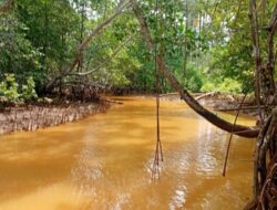 Pencemaran Kali Kukuba dan Teluk Buli, Pemkab Haltim Bungkam, HIMPSI Soroti Krisis Kepercayaan